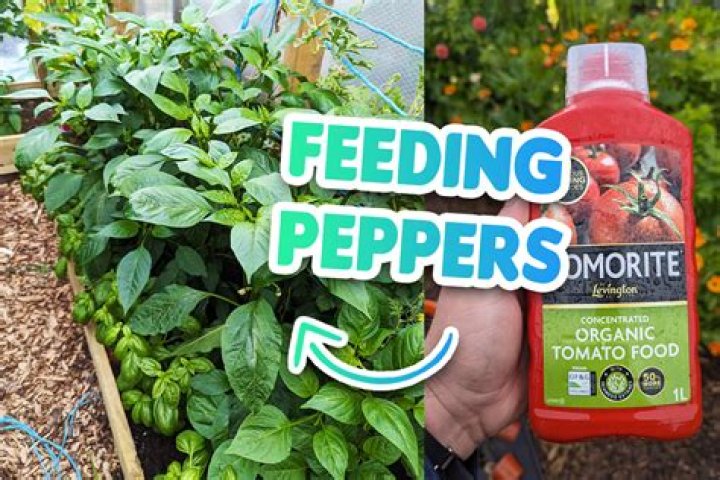 What should I feed my pepper plants?