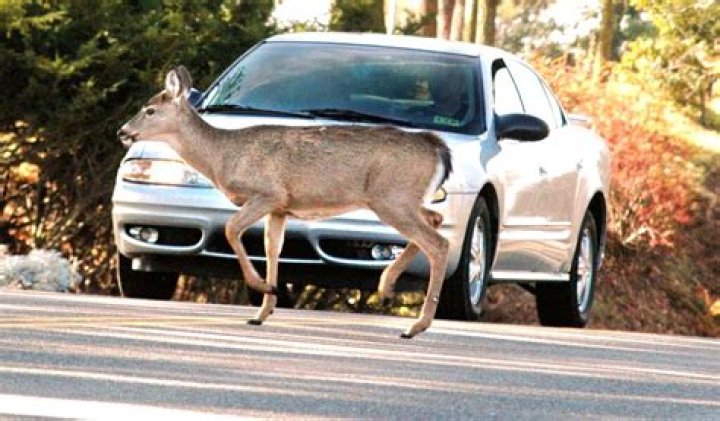 What to do if deer jumps in front of car?