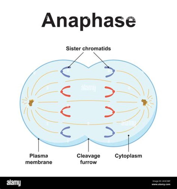 What triggers anaphase?