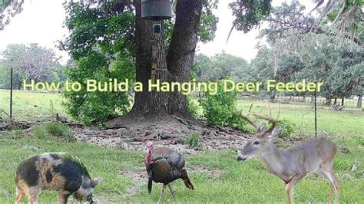 When should your deer feeder go off?