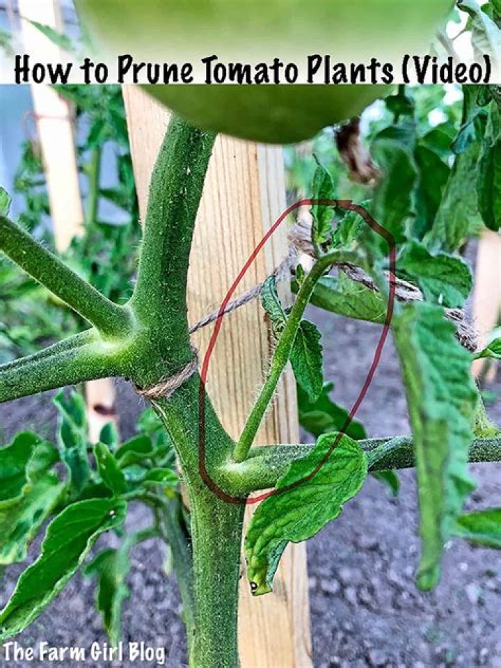 Where do I prune my inch plant?
