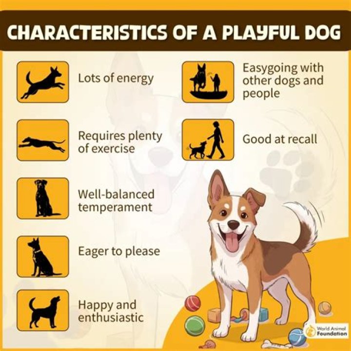 Which dog is most playful?