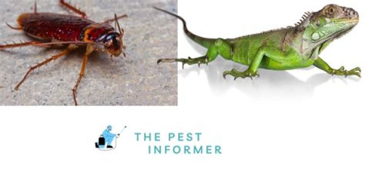 Which pets eat cockroaches?
