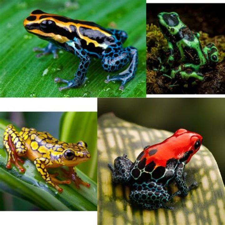 Why are frogs around my house?
