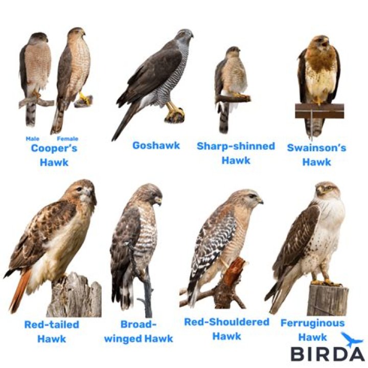 Why are hawks afraid of crows?
