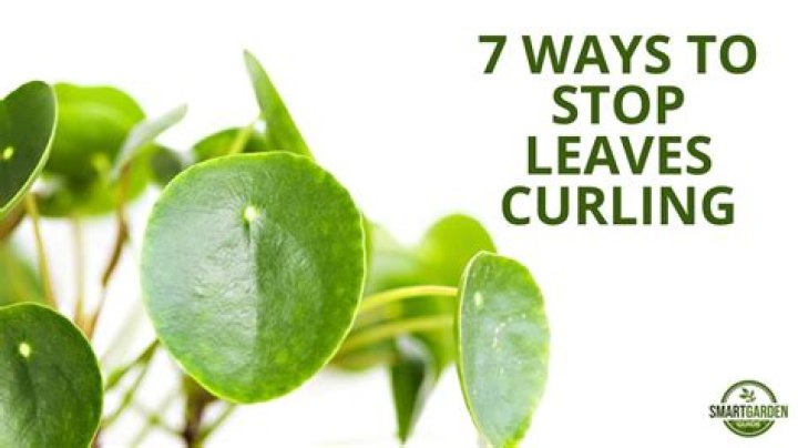 Why are my seedling leaves curling?