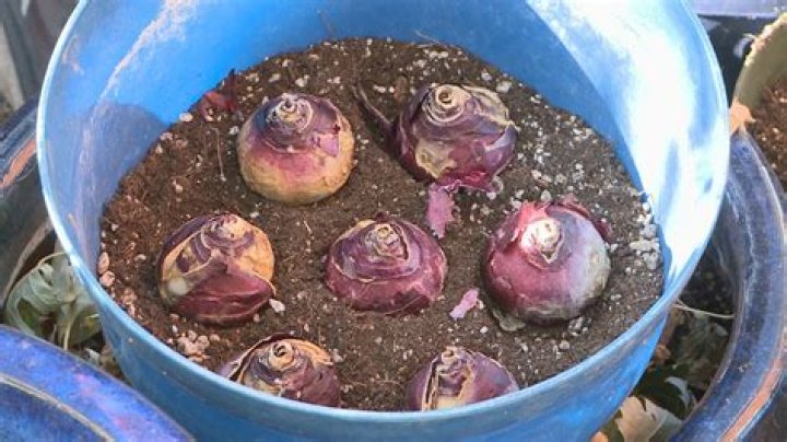 Why are there no Plantera bulbs in my world?