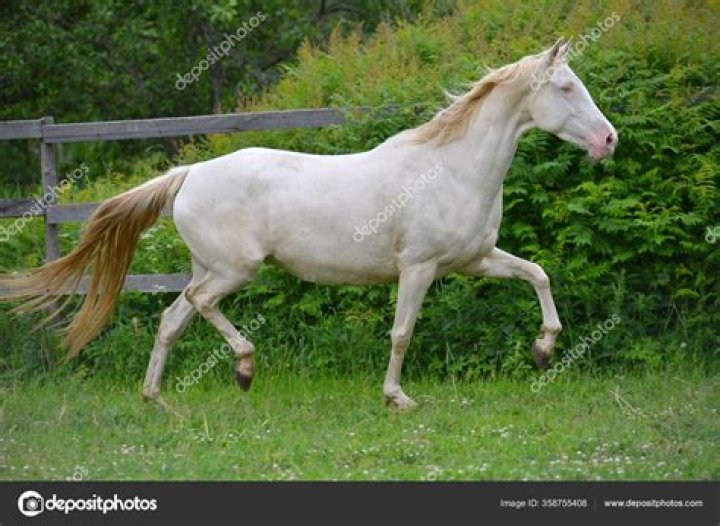 Why are there no white race horses?