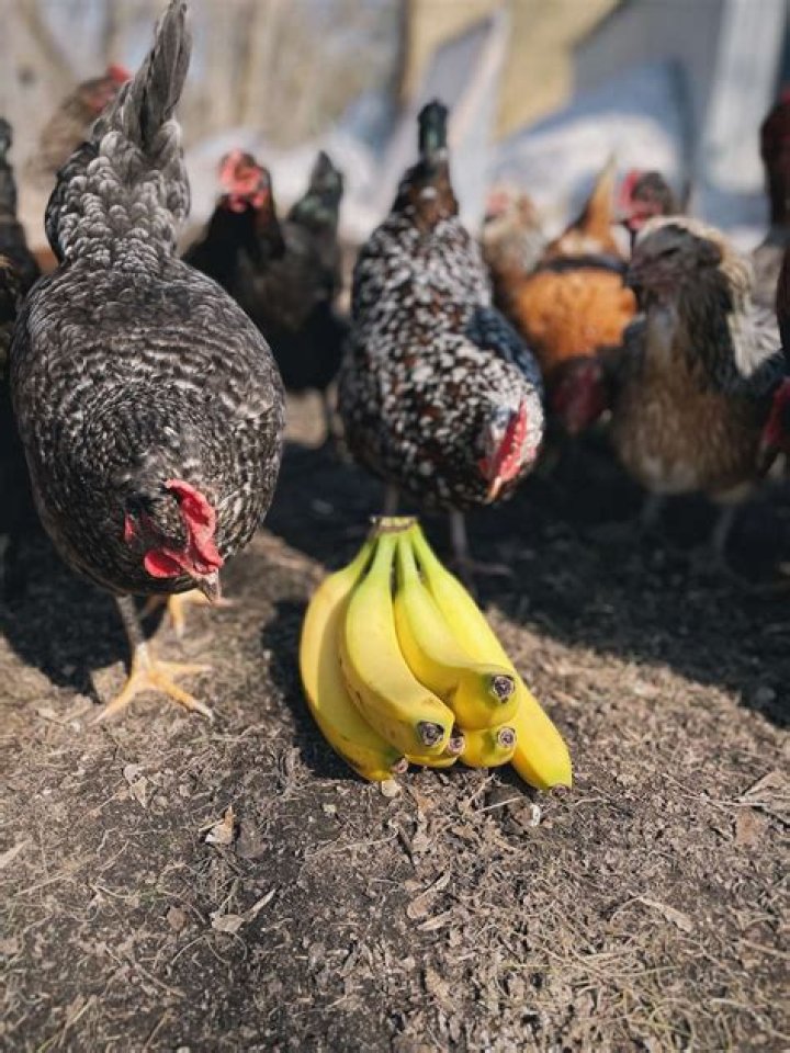 Why can't chickens eat bananas?