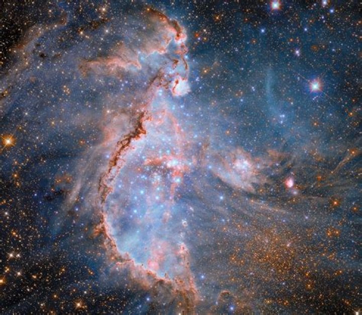 Why can't NASA take a bird into space?