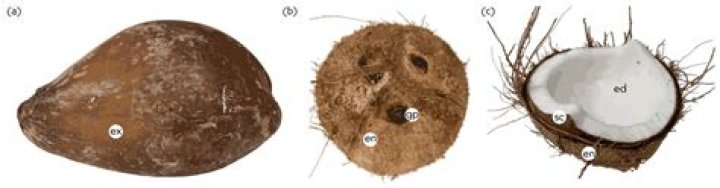 Why coconut is used in marriage?