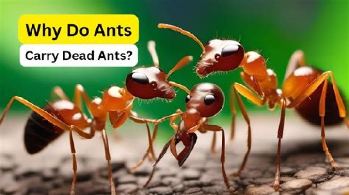 Why do ants retrieve their dead?