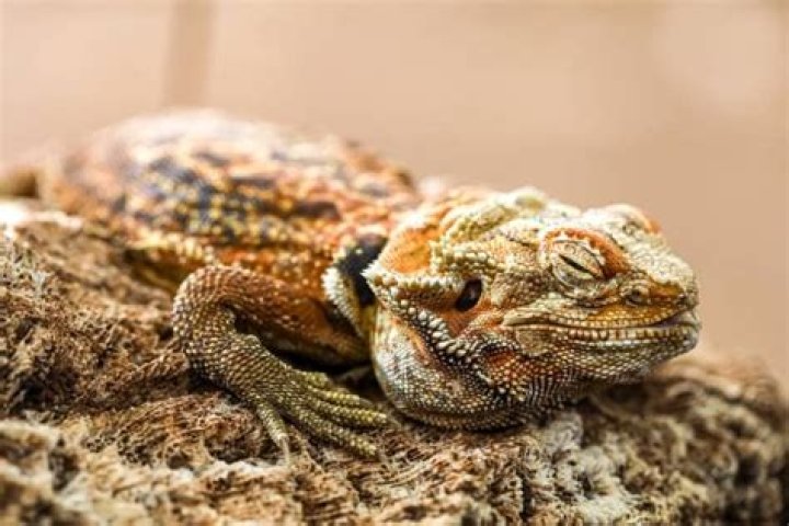 Why do bearded dragons flatten?