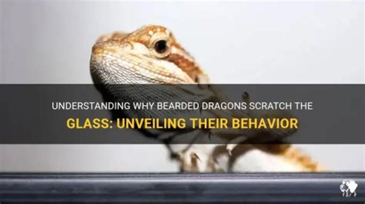 Why do bearded dragons scratch the glass?
