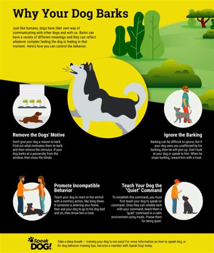 Why do dogs react when you bark?