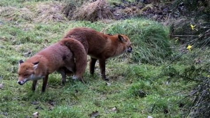 Why do foxes get stuck mating?