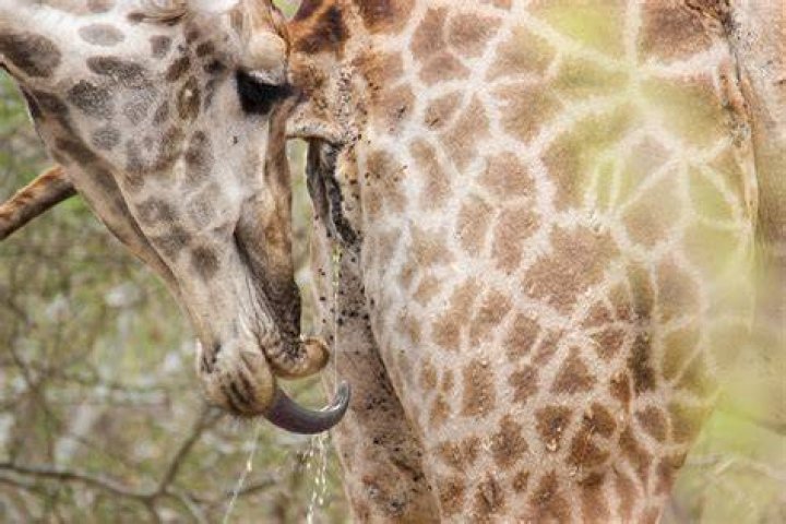 Why do giraffes drink pee?