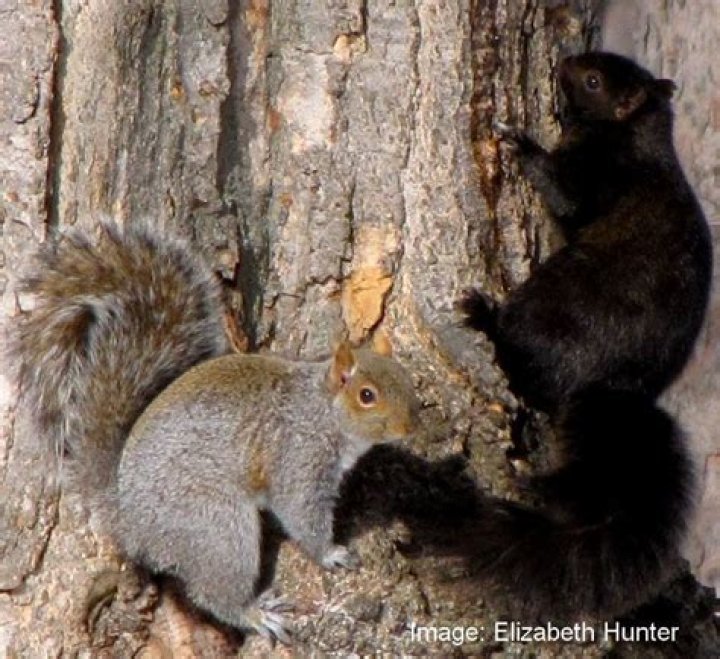 Why do grey squirrels chase black squirrels?