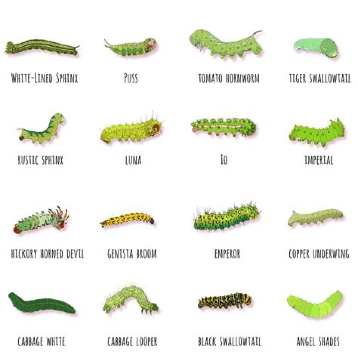 Why do I have so many caterpillars?