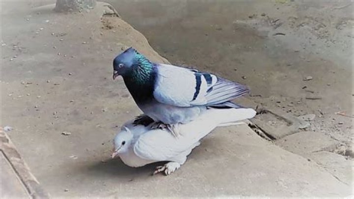 Why do pigeons kiss?