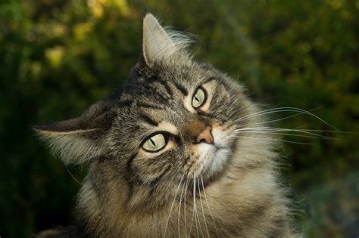 Why do some cats have an M on their forehead?