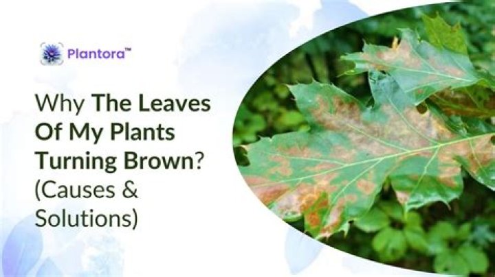 Why do tips of plants turn brown?