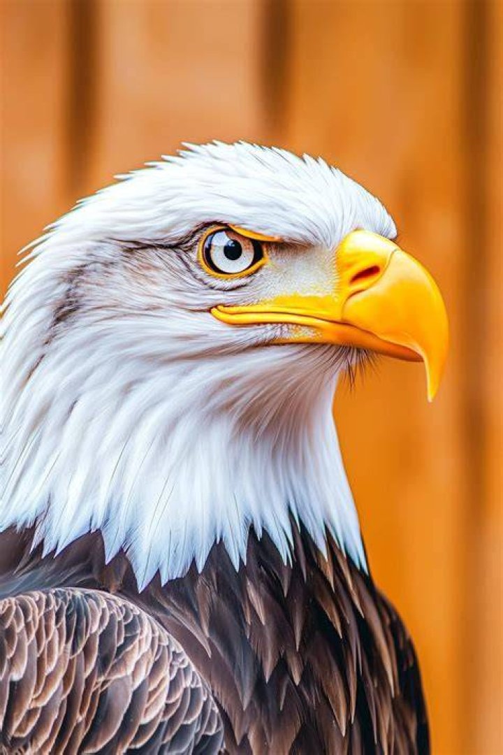 Why do you cover eagle eyes?