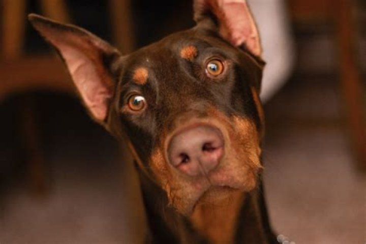 Why does a dog stare at a wall?
