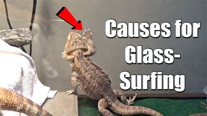 Why does my beardie glass surf?