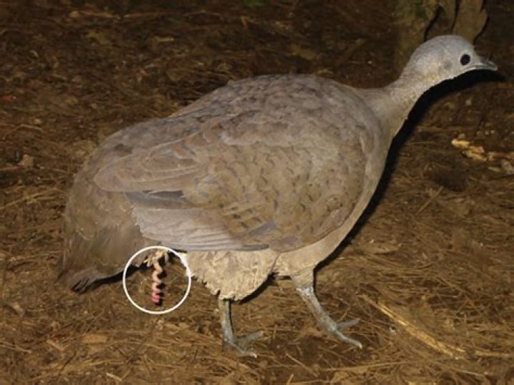 Why does my bird close his eyes when I talk to him?
