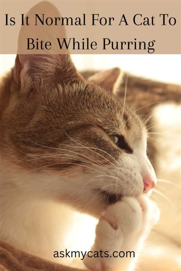 Why does my cat purr and bite me?