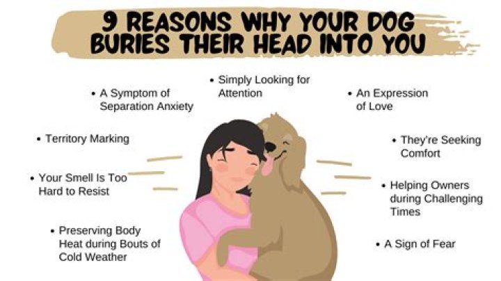 Why does my dog burrow her head into me?