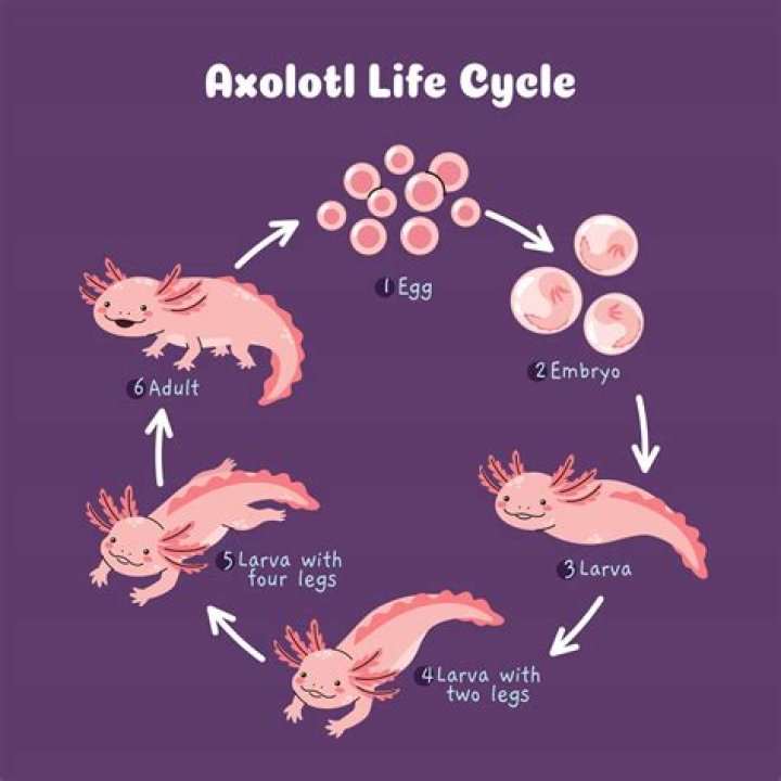 Why is my axolotl thrashing?