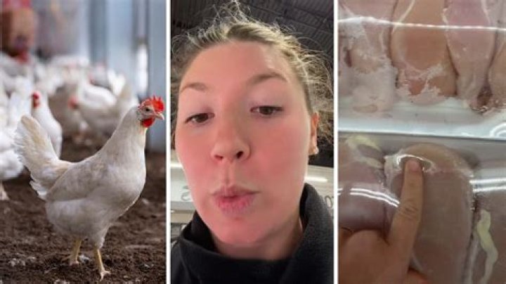 Why is my chicken purring?