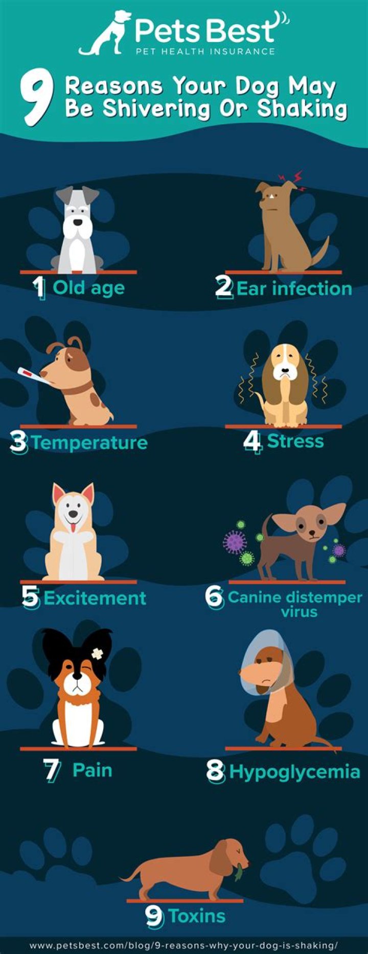 Why is my dog shivering and not eating?