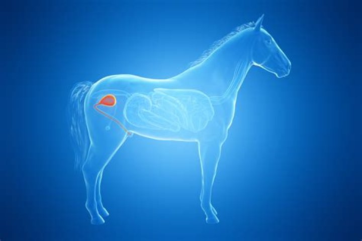 Why is my horses pee thick?