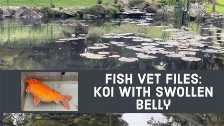 Why is my koi fish sitting on the bottom?