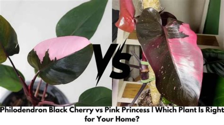 Why is my pink crystal turning white?