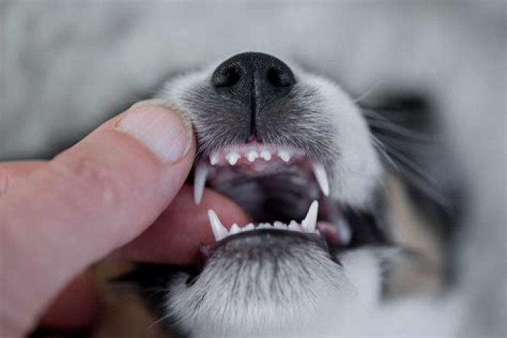 Why is my puppy always trying to bite me?