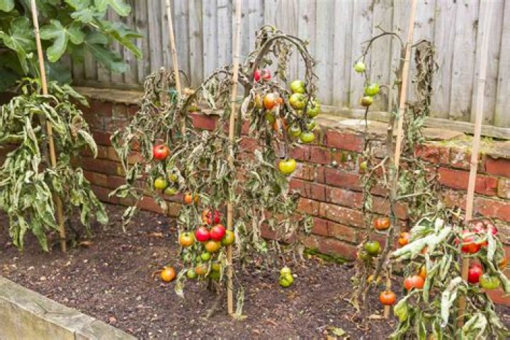 Why is my tomato plant tall and skinny?