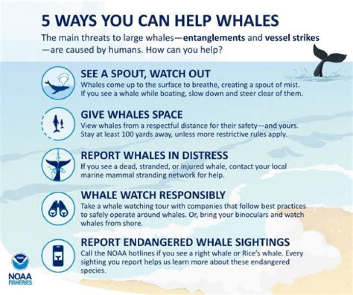 Why you should stay away from dead whales?