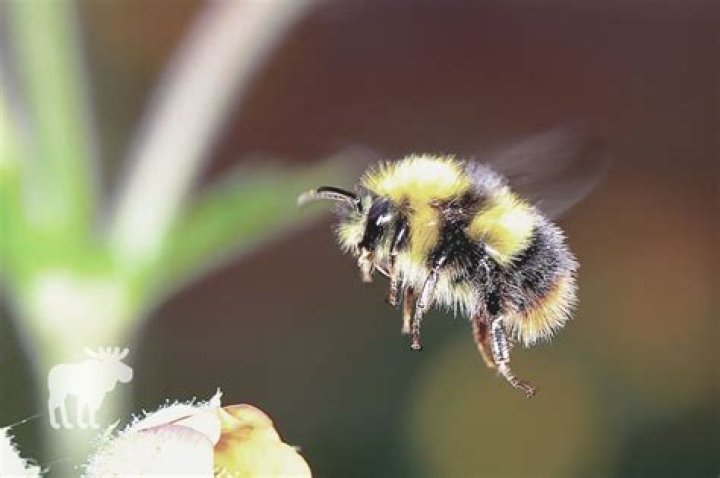Will a bumblebee sting you for no reason?