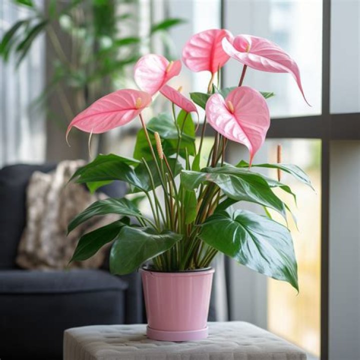 Will flowers bloom indoors?