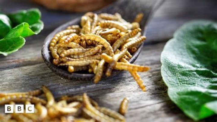 Will worms eat rotting food?